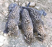 Amangdh cubs left in the range