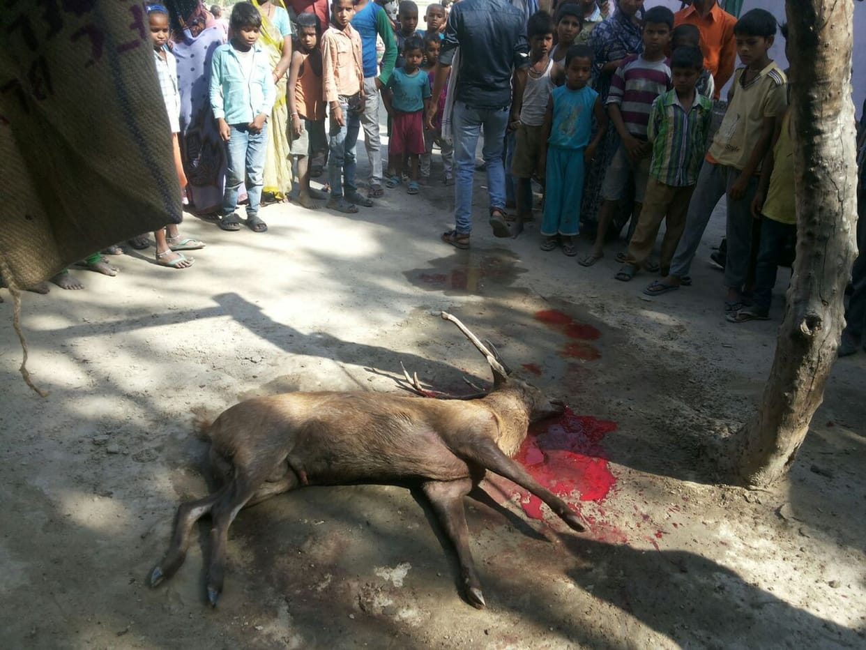 dog killed stag