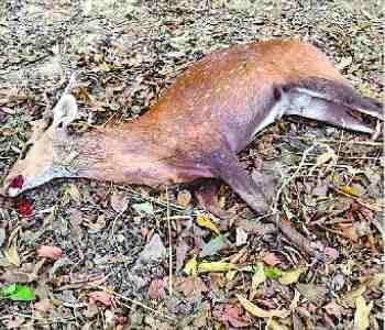 Deer killed by dogs