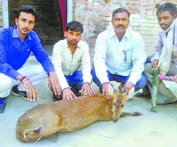 Three deers died in search of water.