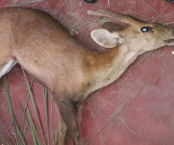 Deer's death by collision of a truck