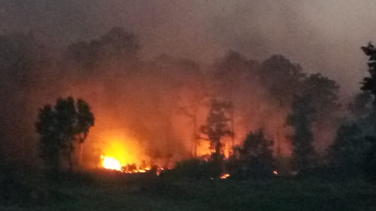 fire in forest