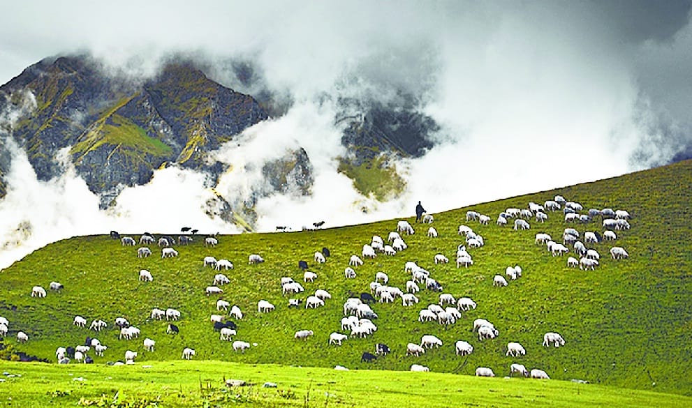uttarakhand news : Tingri Bugyal of central Himalayas to become hub of eco friendly tourism