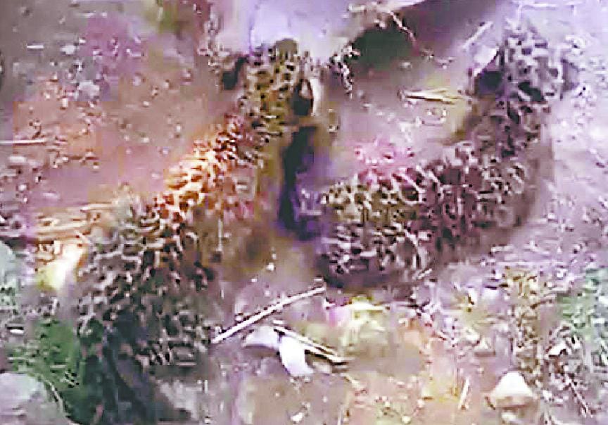 Two leopard cubs entered goats Goth