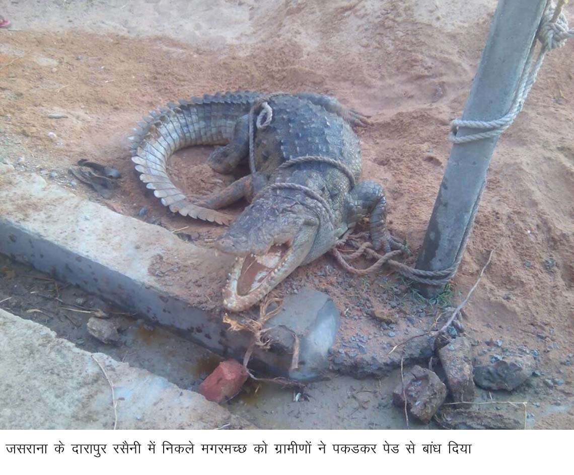One killed in crocodile injured workers