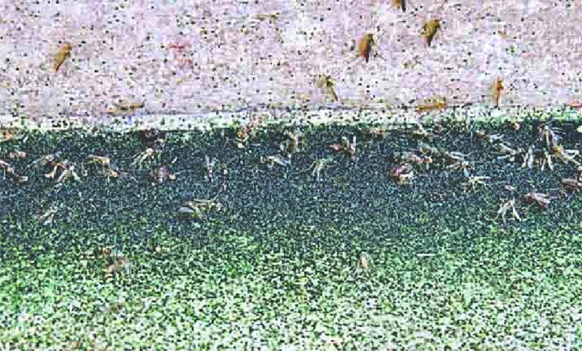 taj mahal color have changed due to attack of insects