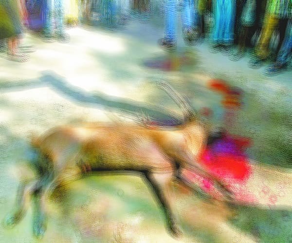 Dogs attacked on a stag in Bahraich.