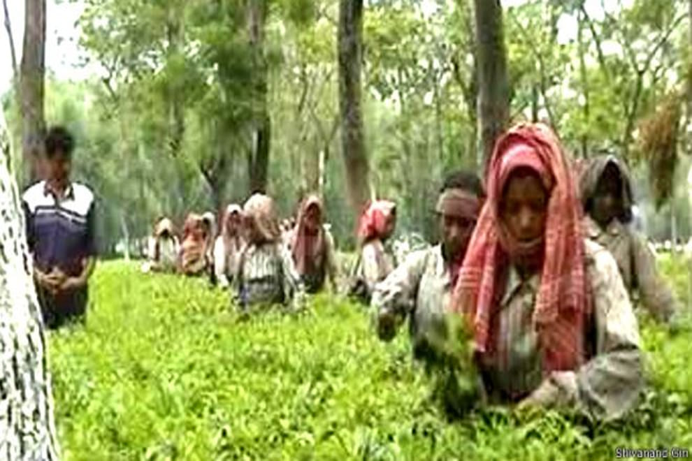 Medicinal plants save over forest