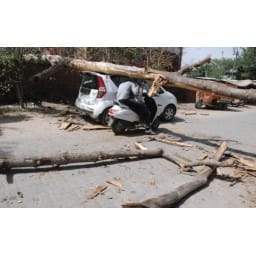 woman injured from tree felldown
