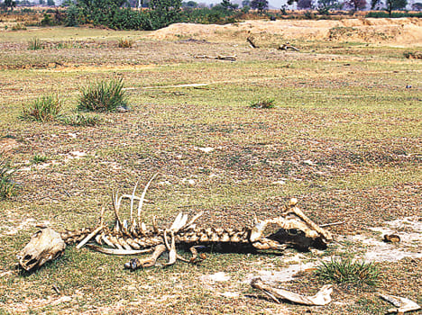 Are dying of hunger and thirst of struggle helpless