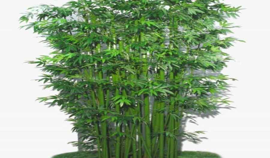 bamboo tree dry