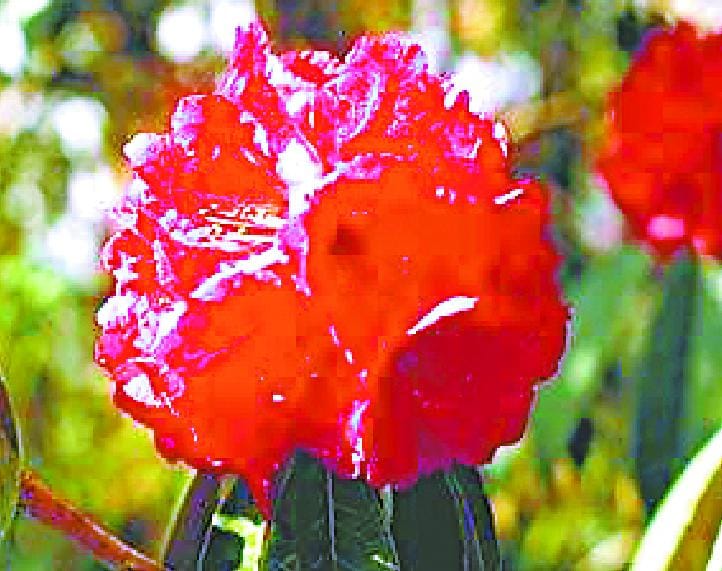 Dry 'dry' Buransh flowers
