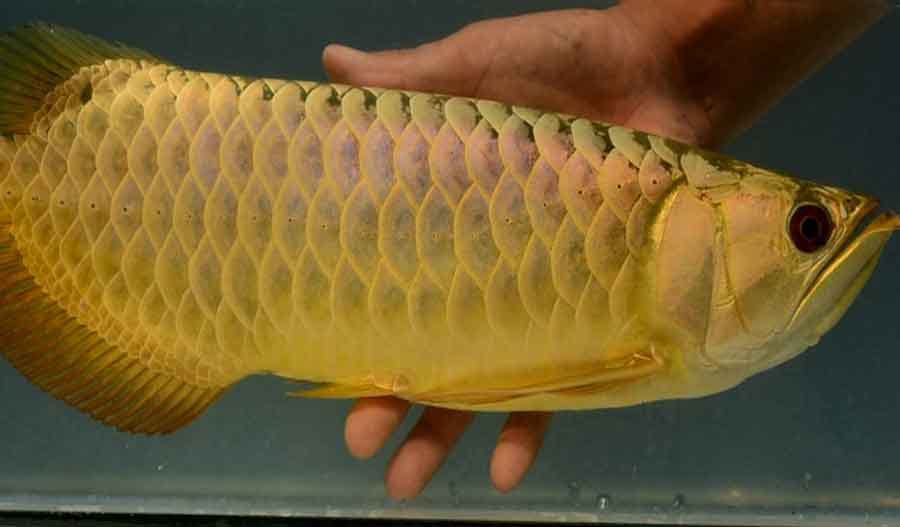 fish, ocupation, economic help, bhiwani