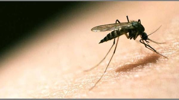 For environmental protection, without malaria