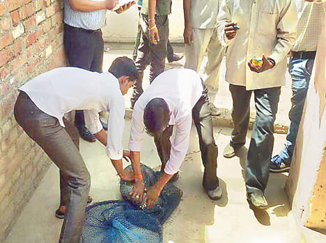 Lion to save dogs came Shamt