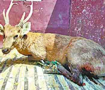 Villagers saved the lives of pada
