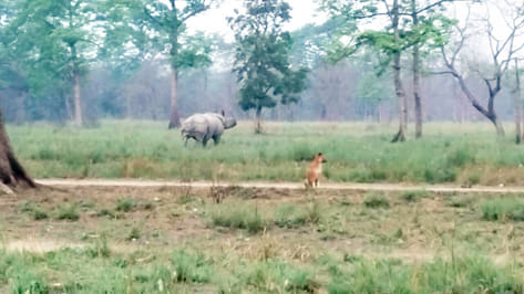 rhinoceros of nepal becoming familier in katarniaghat