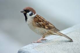 sparrow day will be celebrated in jail