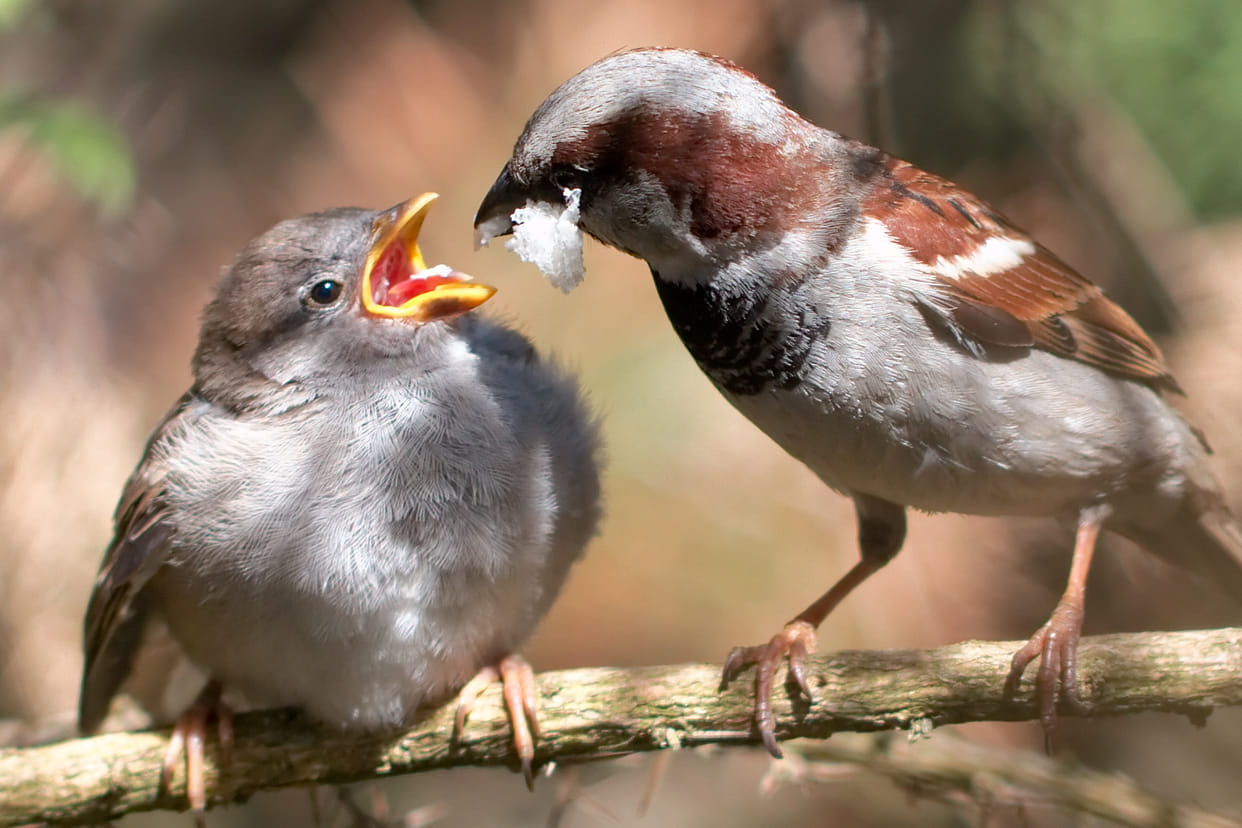 artificial nests lived Sparrow No 
