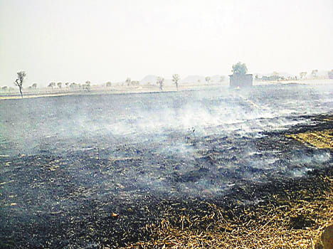 500 acres of sugarcane crop destroyed