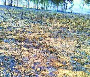 Fire burns 100 acres forest and 50 acres of crop