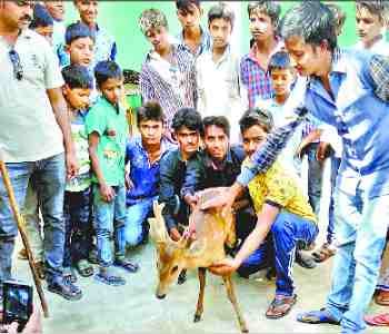 Villagers saved the life of a deer