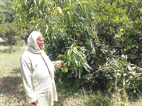 no flavour in mango due to heat