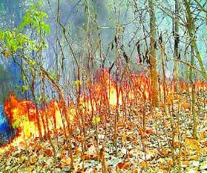 Crop and forest fires, including 15 House