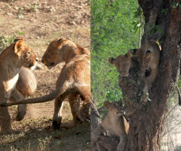 Shower for Cubs in Lucknow zoo