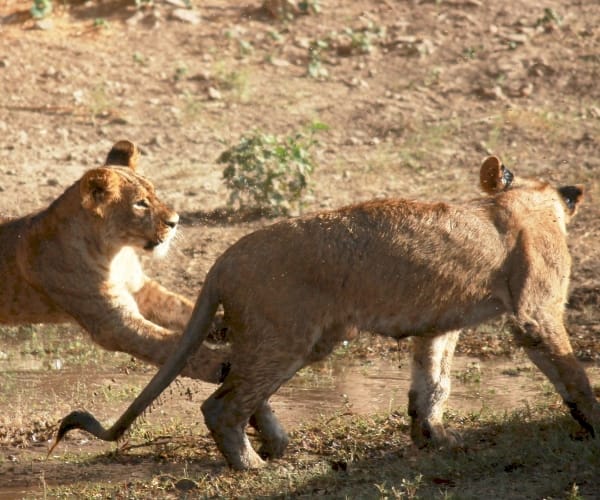 Shower for Cubs in Lucknow zoo