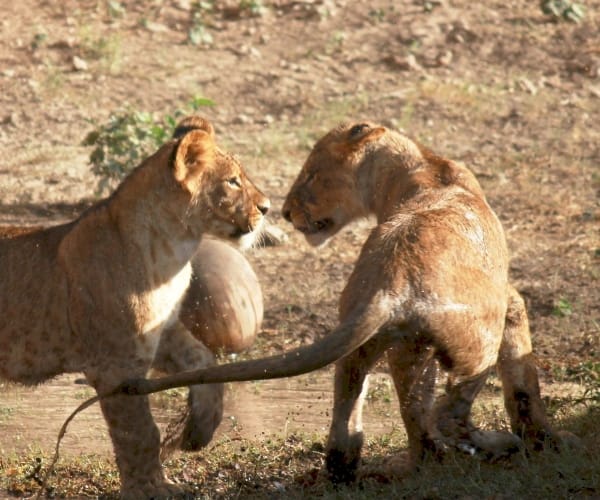 Shower for Cubs in Lucknow zoo