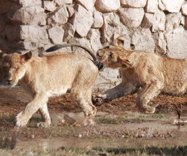 Shower for Cubs in Lucknow zoo