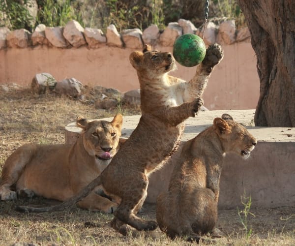 Shower for Cubs in Lucknow zoo