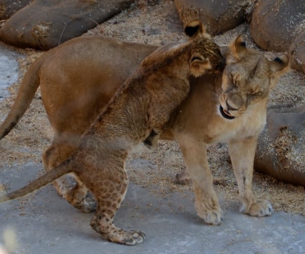 Etawah safari park doctors and officers will go US 