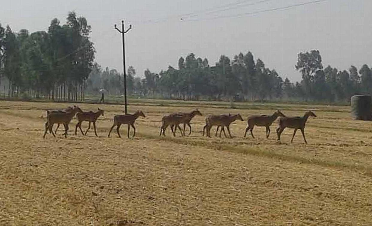 किसानों की फसल बर्बाद कर रहे जंगली जानवर