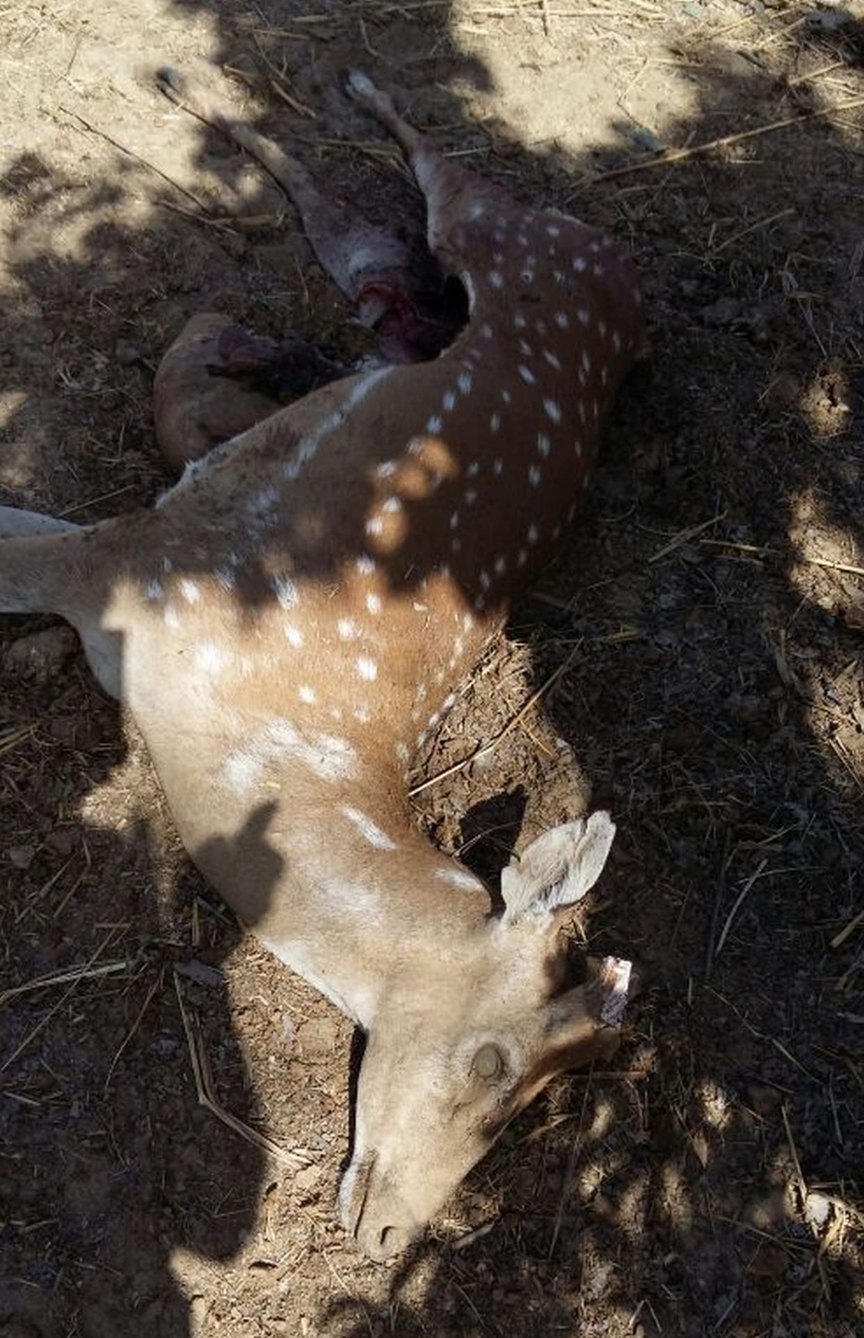 Stag hunt and chop the horns