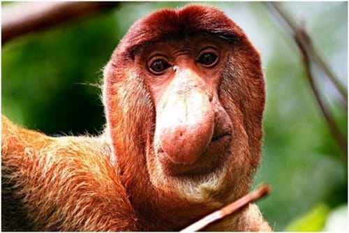 not so good looking animals 