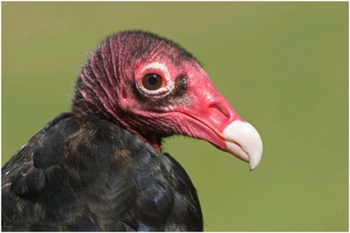 not so good looking animals 