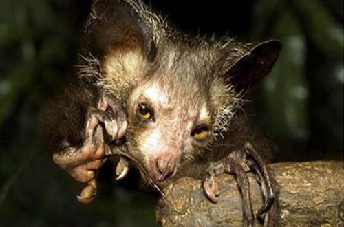 not so good looking animals 
