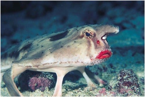 not so good looking animals 