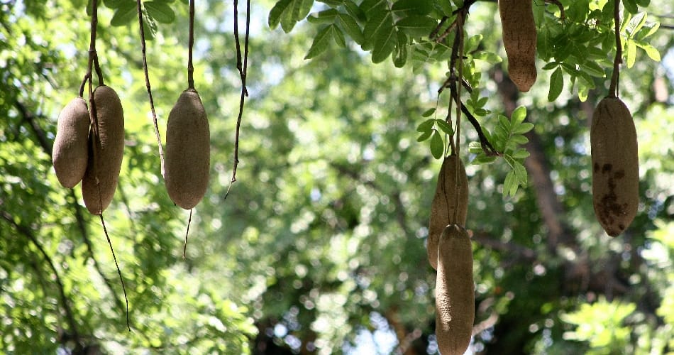 kisan bhawan, balamkheere, sector 16, dangerous tree, chandigarh