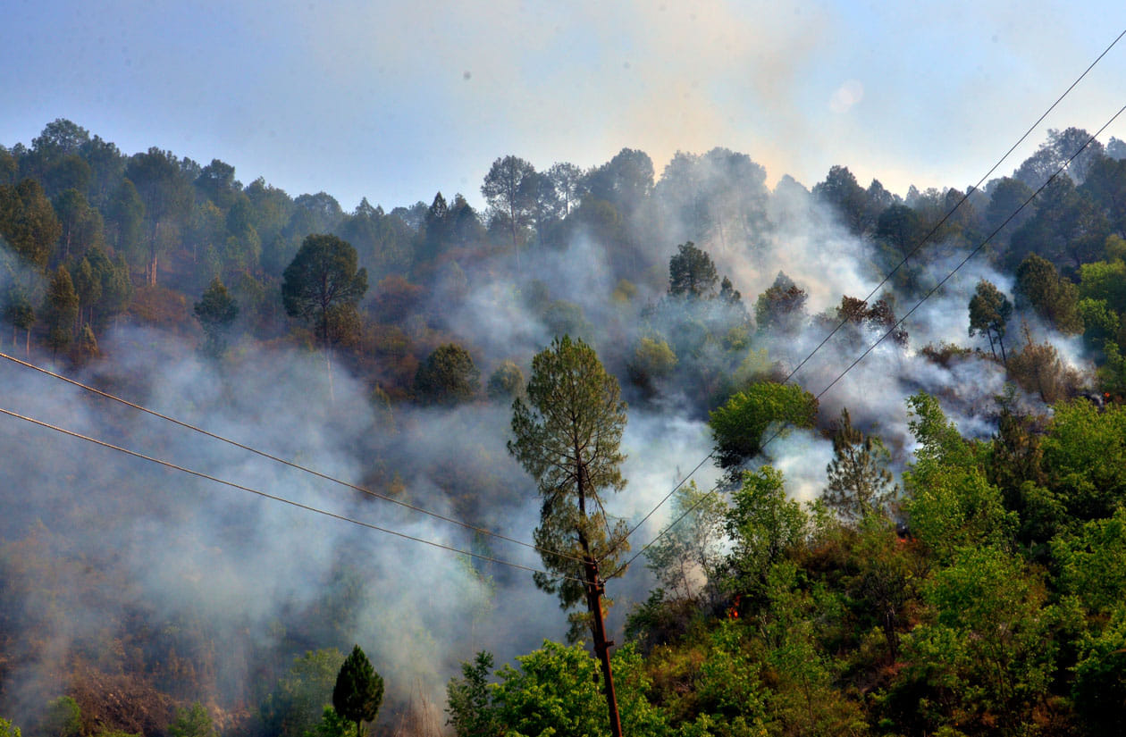 fire in the forest of uttarakhand hill area.