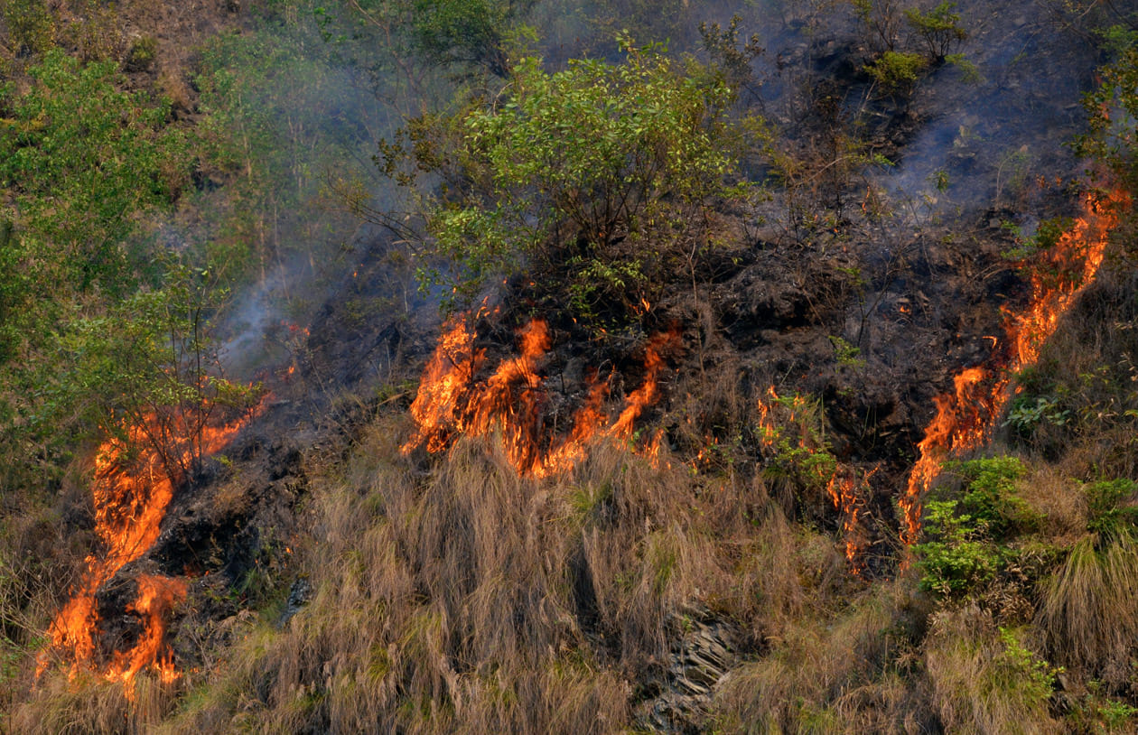 fire in the forest of uttarakhand hill area.