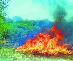 Fire in Amethi Forest