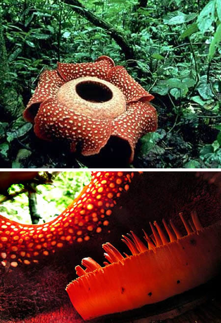 strange plants 