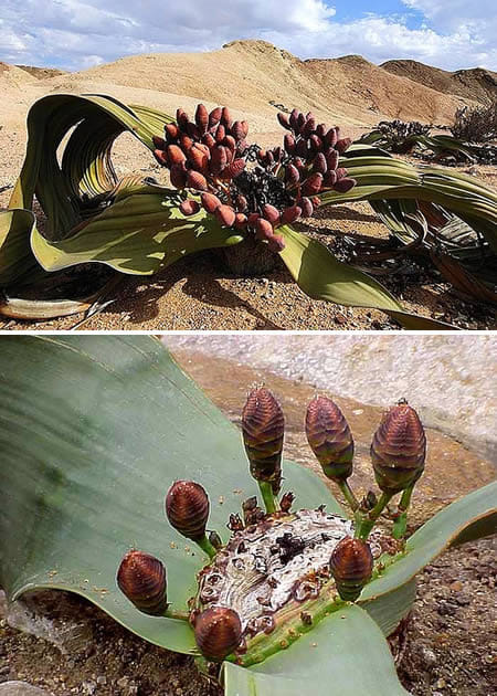 strange plants 