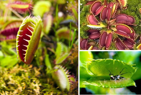 strange plants 