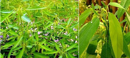 strange plants 