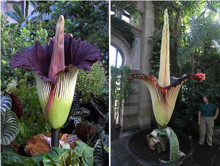 strange plants 