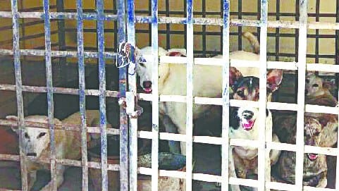 16 dog cage , meat closing